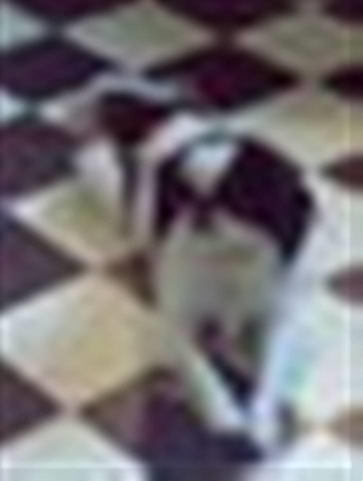 Cavalier king charles spaniel lady<33 - her e hvalpenes far billede 19