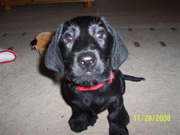 Blanding af racer Labrador/Gravhund  COCO.  R:I:P:     lille skat    - Er jeg ikk bare fin? billede 11