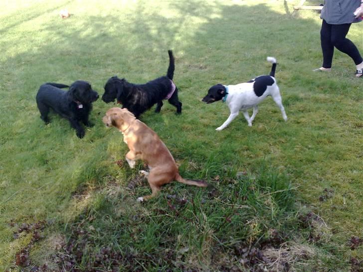 Blanding af racer Labrador/Gravhund  COCO.  R:I:P:     lille skat    - Coco leger med sin søster Emma, Nico og Wuffie i sin have billede 12