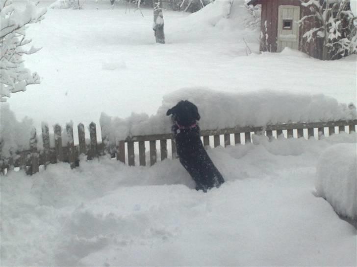 Blanding af racer Labrador/Gravhund  COCO.  R:I:P:     lille skat    - Luk mig ud i haven, jeg vil lege med alt det dejlige hvide noget. billede 14