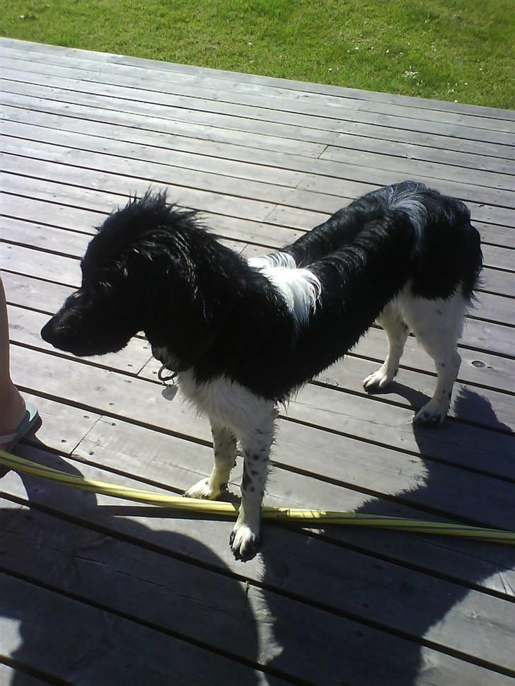 Stabijhoun Bella billede 14