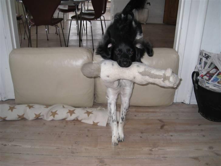 Stabijhoun Bella - weee billede 15