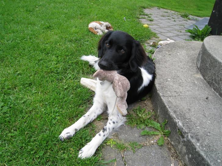 Stabijhoun Bella - bella med sin bamse billede 16