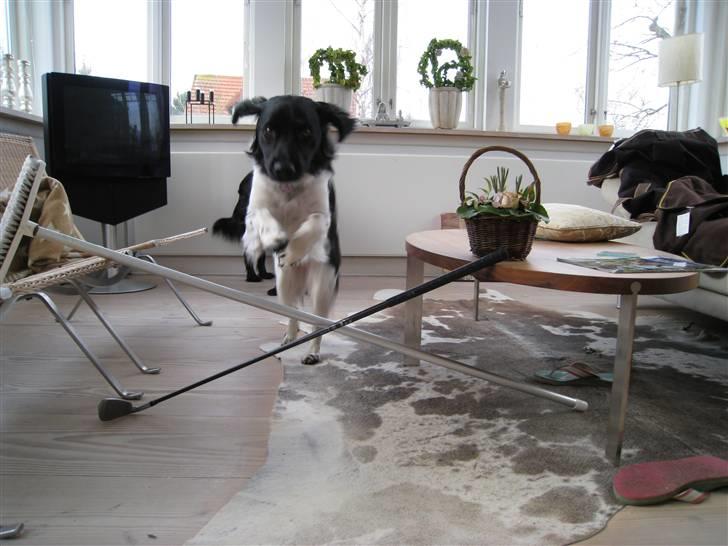 Stabijhoun Bella - jeg kan bare springe kryds billede 17