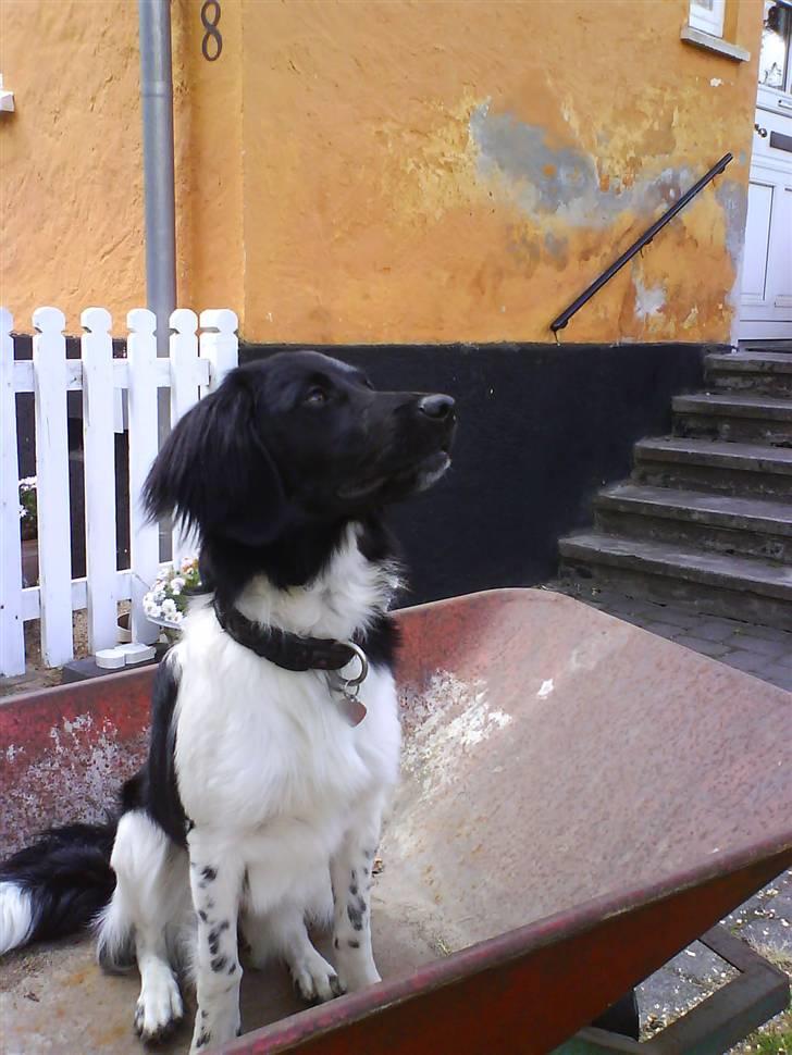 Stabijhoun Bella - bella i trillebøren  billede 18