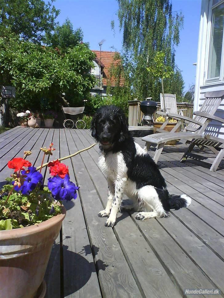 Stabijhoun Bella - uhhhhh hvor er det dejligt vejr jeg bliver helt tør billede 19