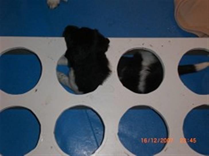 Stabijhoun Bella - bella nogle uger gammel. bella havde sin egen leg og ingen gad og være med:) billede 20