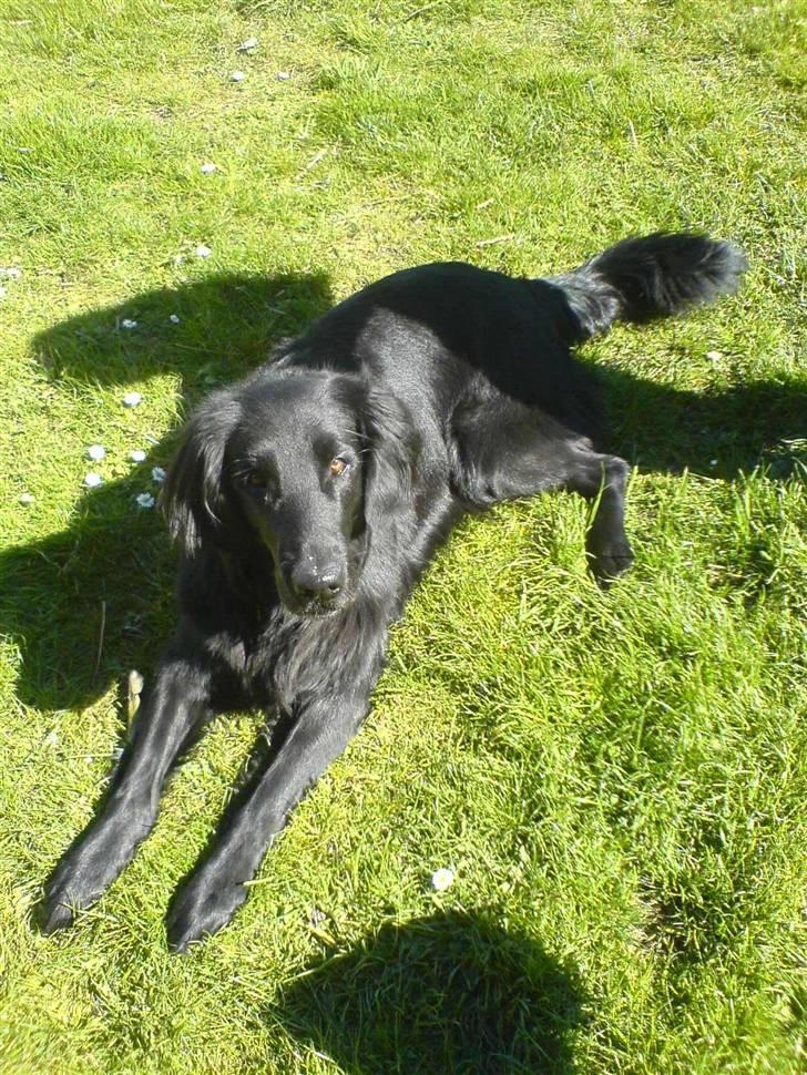 Flat coated retriever Smilla R.I.P <3.. billede 8