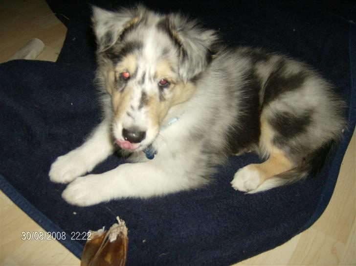 Collie langhåret Uglebjerg Big Daddy  billede 1