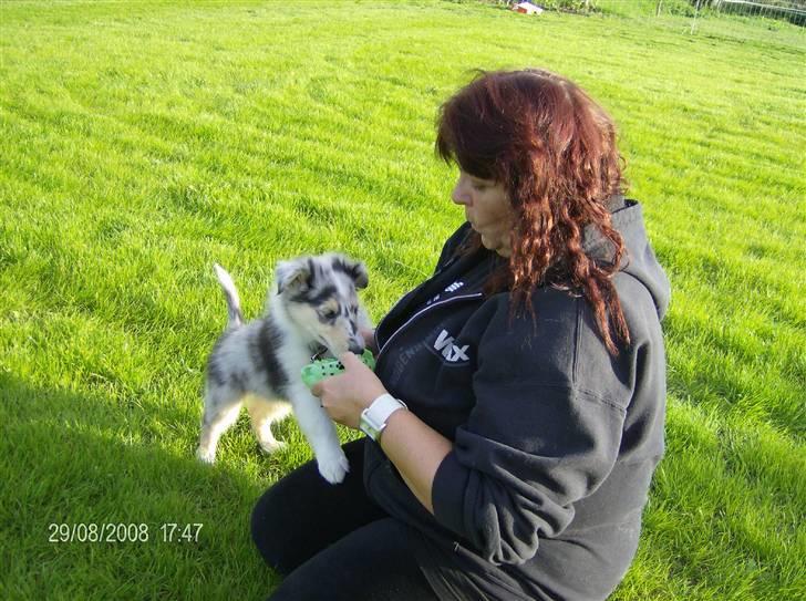 Collie langhåret Uglebjerg Big Daddy  billede 2