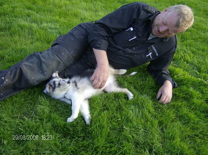 Collie langhåret Uglebjerg Big Daddy  billede 3