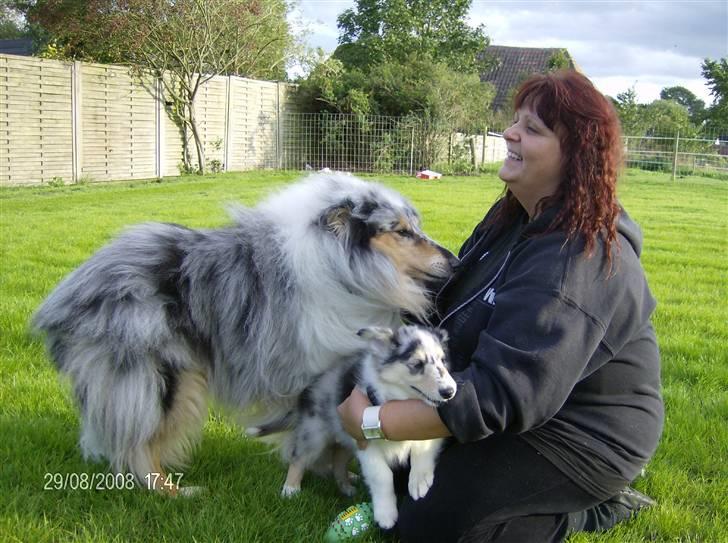Collie langhåret Uglebjerg Big Daddy  billede 4