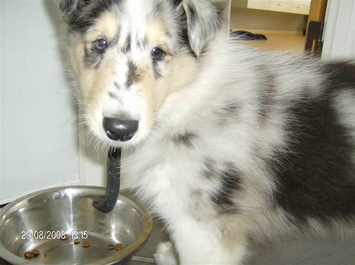 Collie langhåret Uglebjerg Big Daddy  billede 5