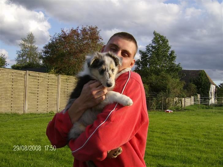 Collie langhåret Uglebjerg Big Daddy  billede 6