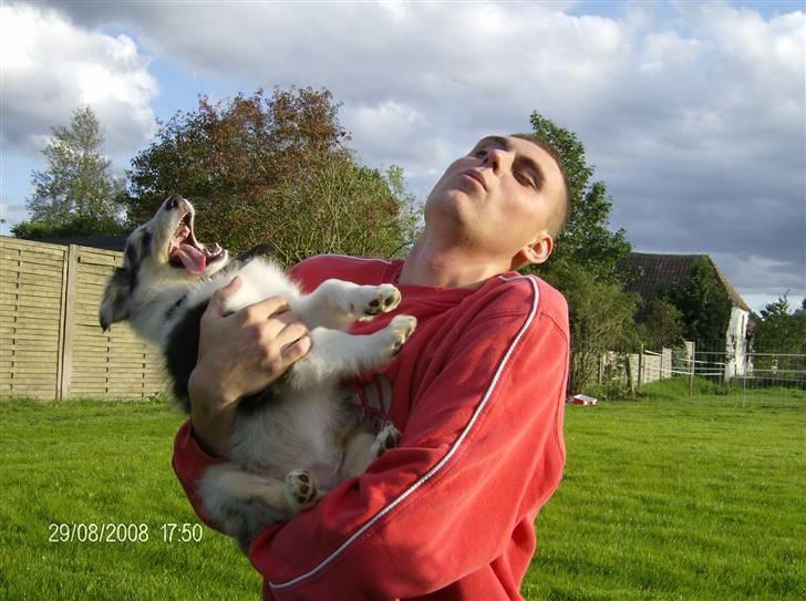 Collie langhåret Uglebjerg Big Daddy  billede 7