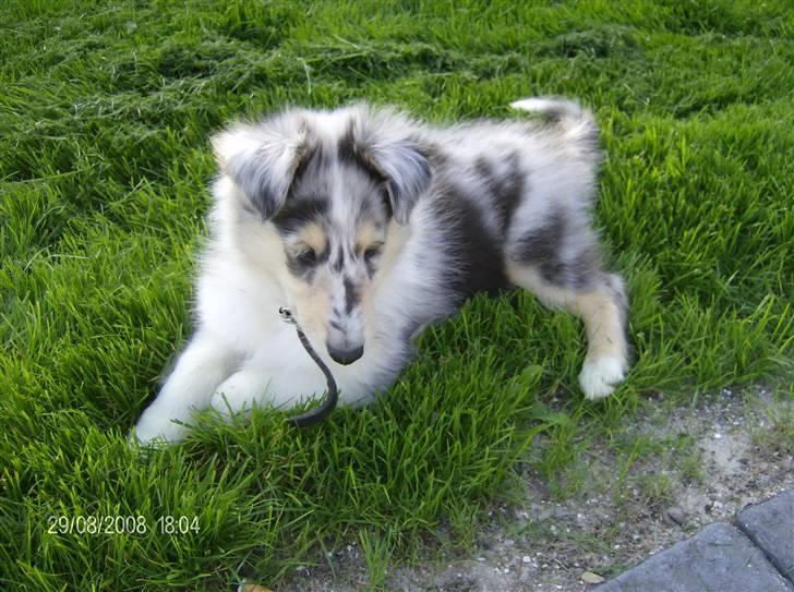 Collie langhåret Uglebjerg Big Daddy  billede 8