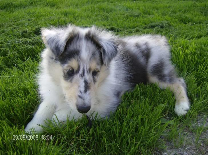 Collie langhåret Uglebjerg Big Daddy  billede 9