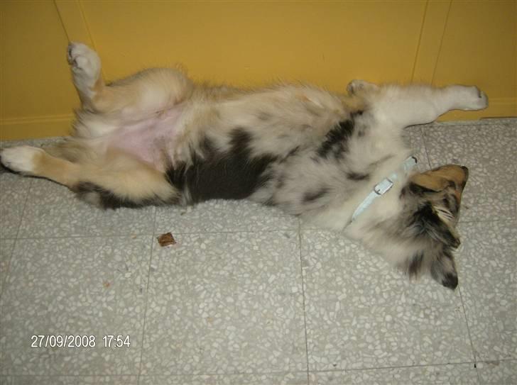 Collie langhåret Uglebjerg Big Daddy  billede 10