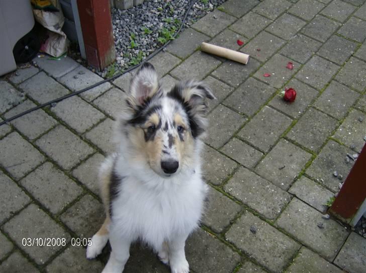 Collie langhåret Uglebjerg Big Daddy  billede 11