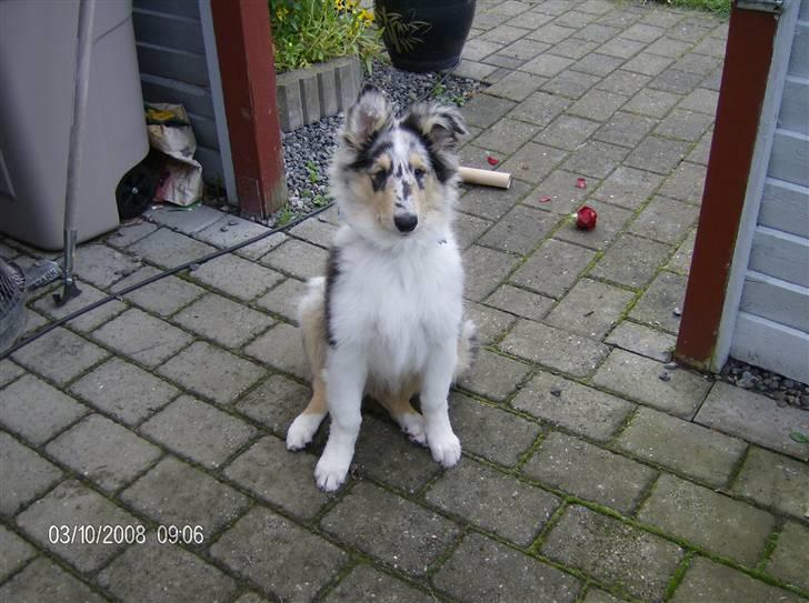 Collie langhåret Uglebjerg Big Daddy  billede 12