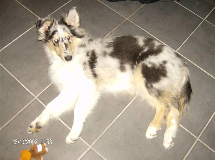 Collie langhåret Uglebjerg Big Daddy  billede 13