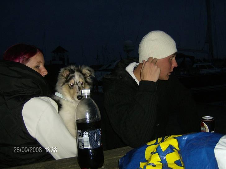 Collie langhåret Uglebjerg Big Daddy  billede 14