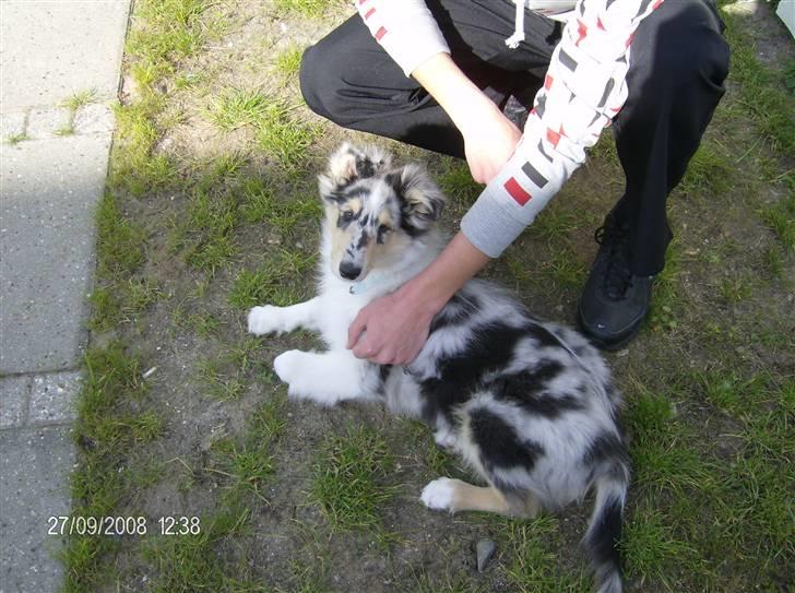 Collie langhåret Uglebjerg Big Daddy  billede 15