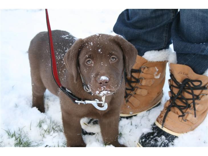 Labrador retriever Cookie billede 1