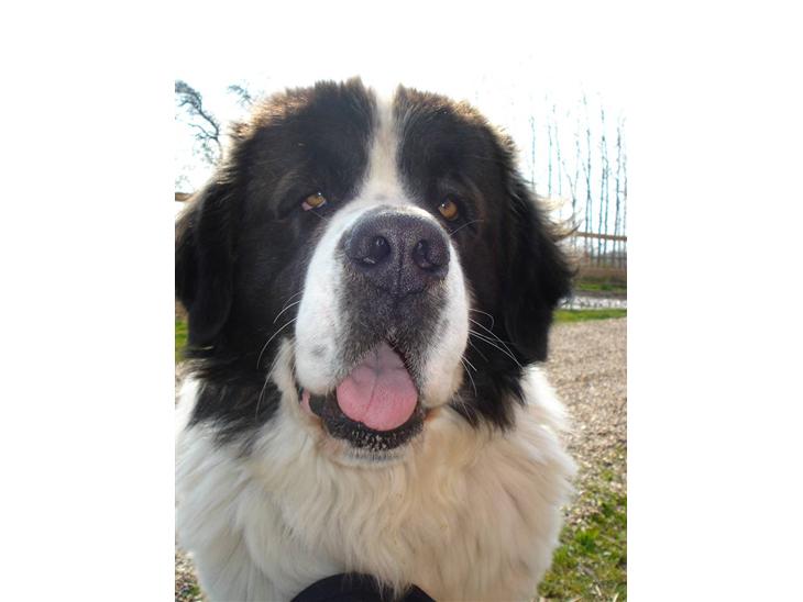 Sankt bernhardshund Basse R.I.P. billede 1