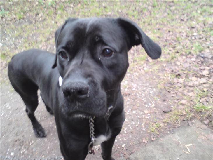 {{currentPhoto.altText}} billede {{currentPhoto.number}}