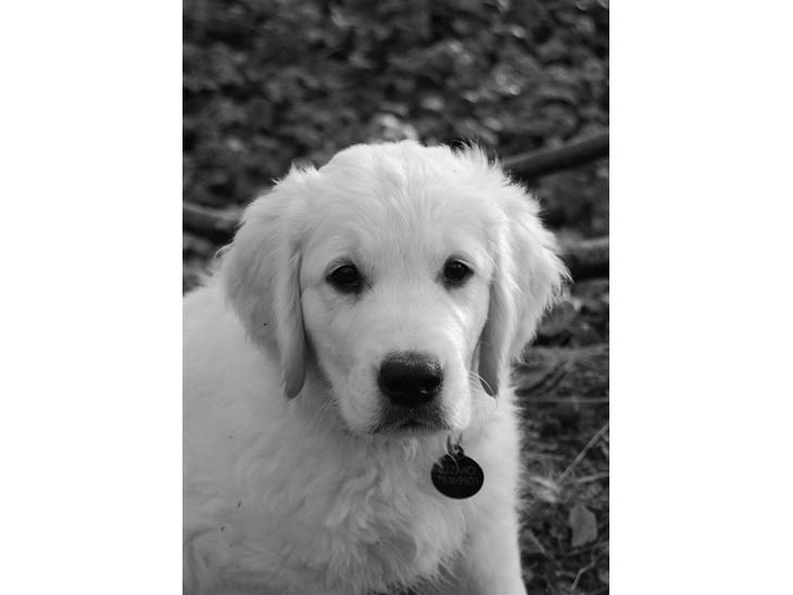 Golden retriever Grejsdalens Xavier (Gizmo - Mig 12 uger.. billede 1