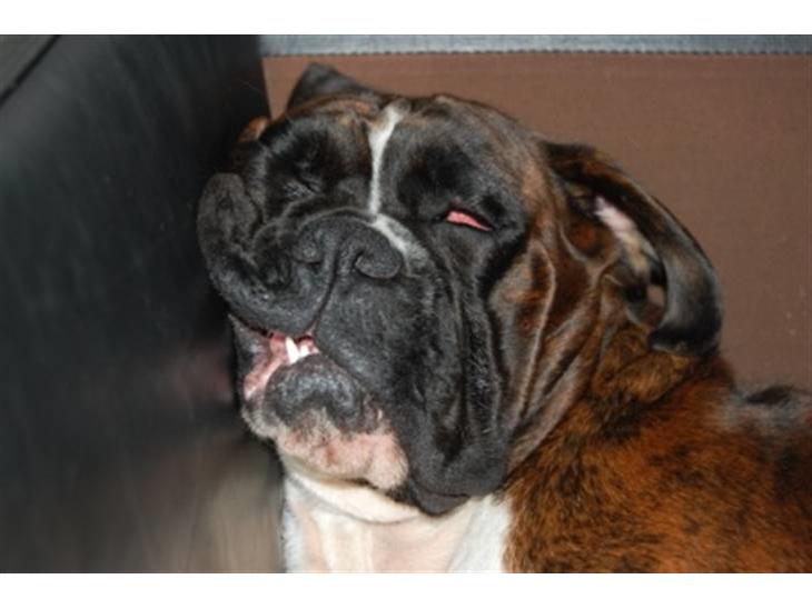 {{currentPhoto.altText}} billede {{currentPhoto.number}}