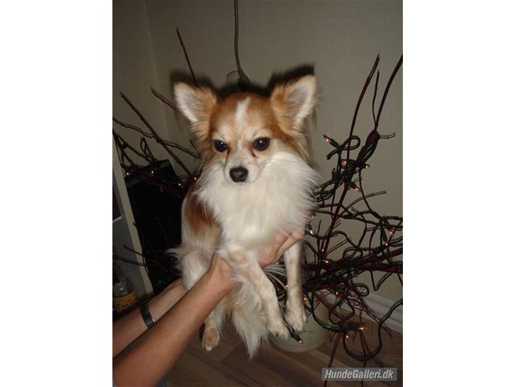 Chihuahua Charlie (R.I.P) - Charlie <3 :) billede 1