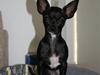 Chihuahua ***-Britney-***