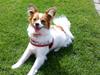 Papillon Axa's Pusle