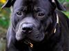 Staffordshire bull terrier Eddie