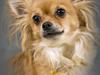 Chihuahua Tweety