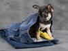 Chihuahua Karla (Gloria Gayner)