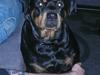 Rottweiler Nala