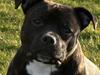 Staffordshire bull terrier AngelicStaff Bright Xenon