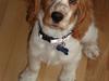 Cocker spaniel Sofus
