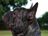 Fransk bulldog Hakonis Sweet Bella