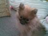 Pomeranian Malik R.I.P [ Himmelhund]