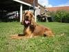 Cocker spaniel Bailey #Himmelhund#