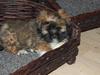Lhasa apso Gandhi von Moisen