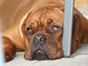Dogue de bordeaux Zeus