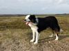 Border collie Silas