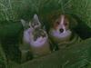 Kooikerhondje Akki-kooiko