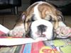 Engelsk bulldog Alfred