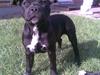 Staffordshire bull terrier Divah <3